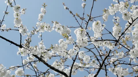 Cherry Blossom pan Stock Footage 23016661