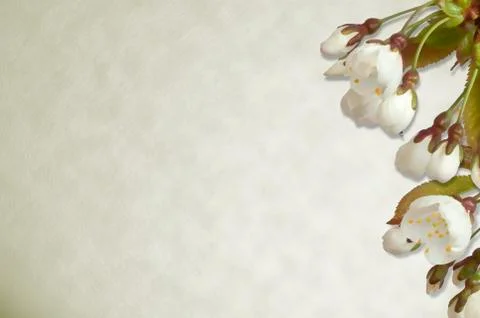 Cherry blossom on parchment background Stock Illustration
