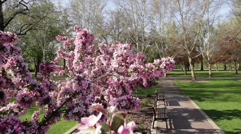Cherry Blossom in the Park Stock Footage 40541680