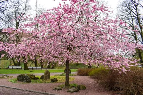 Cherry blossom in the park in spring time Stock Photos