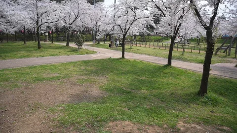 Cherry blossom park in springtime Stock Footage 128303081