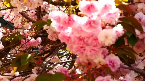 Cherry blossom party: 스톡 동영상 80149244