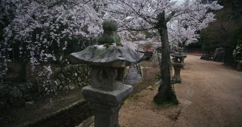 Cherry Blossom Path with Stone Lanterns and Canal in Japan Stock Footage 344701050
