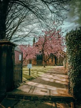 Cherry Blossom Pathway Foto stock