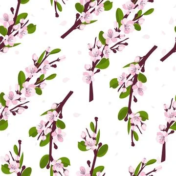 Cherry blossom pattern. Branches with cherry blossoms isolated on a white Stock Illustration