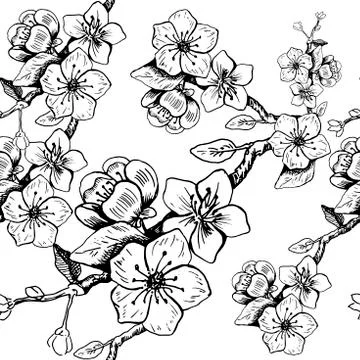 Cherry blossom pattern. Seamless vector background. Hand drawn vector illustr Stock Illustration