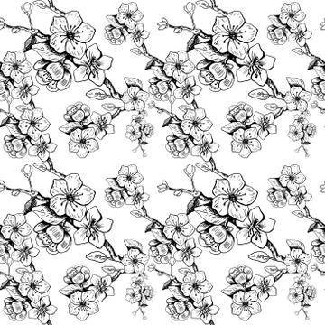 Cherry blossom pattern. Seamless vector background. Hand drawn vector illustr Stock Illustration