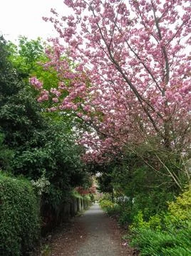 Cherry blossom perspective view Stock Photos