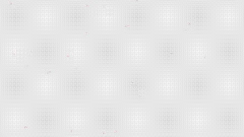 Cherry blossom petal falling with alpha channel. Stock Footage 286792118