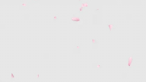 Cherry blossom petal falling with alpha channel. Stock Footage 300524591