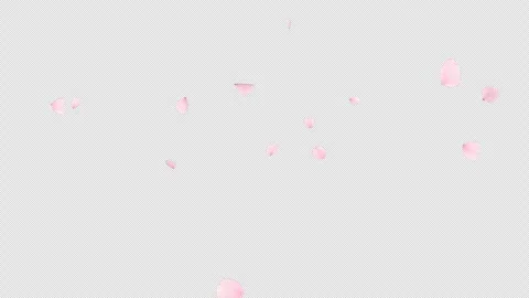 Cherry blossom petal falling with alpha channel. Stock Footage 300524592