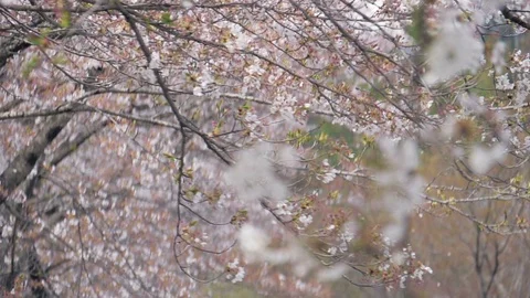 Cherry blossom petal falling by the wind slow motion Stock Footage 100883513
