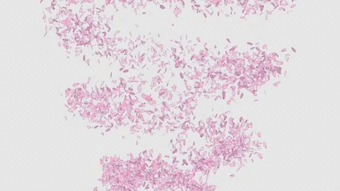 Cherry Blossom Petals 03 Stock Footage 332230076