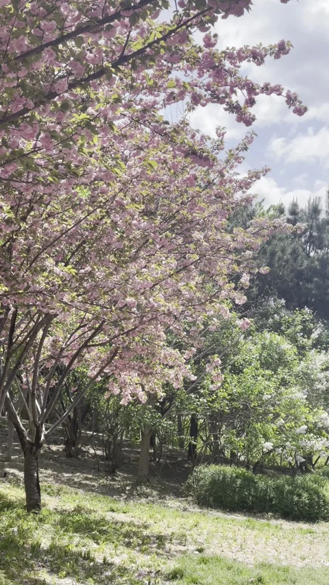 Cherry blossom petals are dancing in the wind Stock Footage 306523938