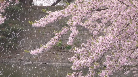 Cherry blossom Petals are falling like snow at Tsuruga Castle, Fukushima, Japan Stock Footage 101091249