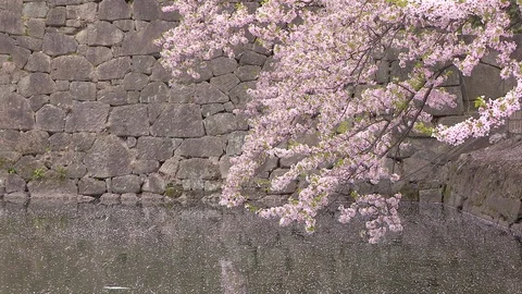Cherry blossom Petals are falling like snow at Tsuruga Castle, Fukushima, Japan Stock Footage 101091275