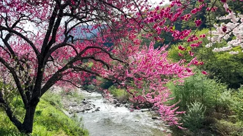 Cherry Blossom Petals Dancing in the Breeze Above Mountain Stream, Japan Stock Footage 339009075