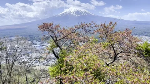 Cherry Blossom Petals Dancing in the Sky and Mount Fuji in the Distance Stock Footage 310427454