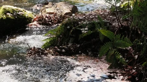 Cherry blossom petals drift along a serene creek bank. Stock Footage 345616520