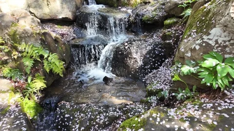 Cherry blossom petals drift down a mossy rock stream in spring. Stock Footage 345616258