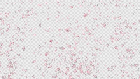 Cherry Blossom Petals Explosion Stock Footage 158913408