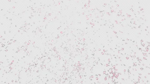 Cherry Blossom Petals Explosion Stock Footage 161153510