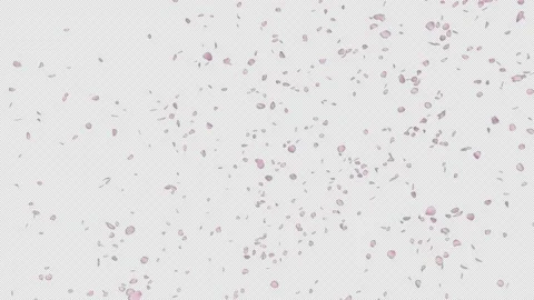 Cherry Blossom Petals fall Stock Footage 229911879