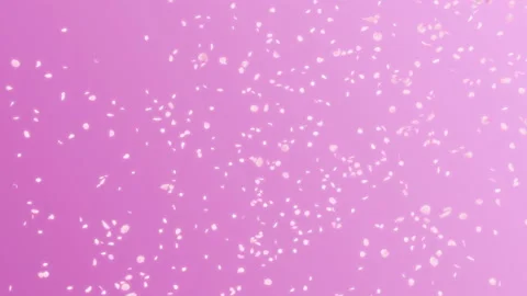 Cherry Blossom Petals Fall Stock Footage 230877355
