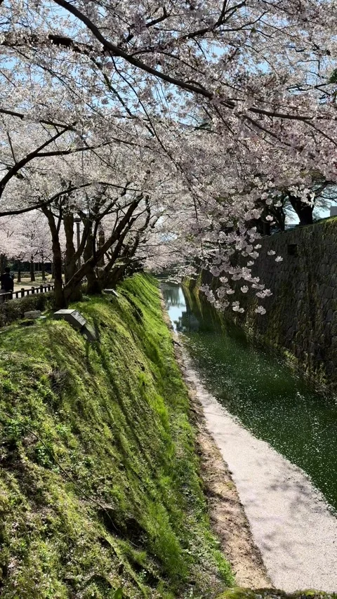 Cherry blossom petals fall into the moat surrounding Kanazawa Castle  Stock Footage 277954391