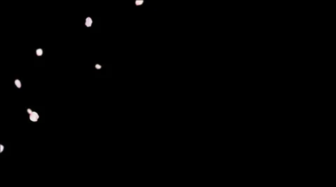 Cherry blossom petals falling 10s 29.97p Video stock 35131998