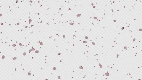 Cherry Blossom Petals Falling Across the Screen with Alpha Channel Stock Footage 331568142