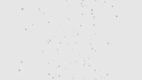 Cherry Blossom Petals Falling on Alpha Stock Footage 253253336
