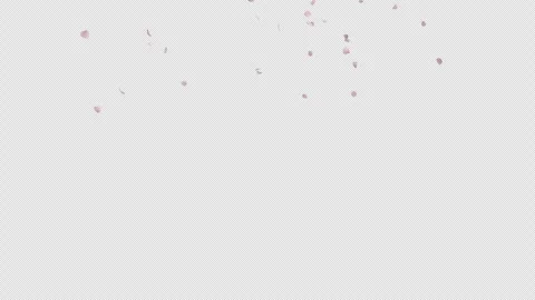 Cherry Blossom Petals Falling on Alpha Channel Stock Footage 253253341
