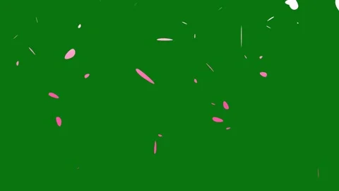 Cherry blossom petals falling animation on chroma key background. Stock Footage 297360015
