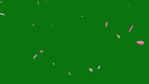 Cherry blossom petals falling animation on chroma key background. Stock Footage 297360024