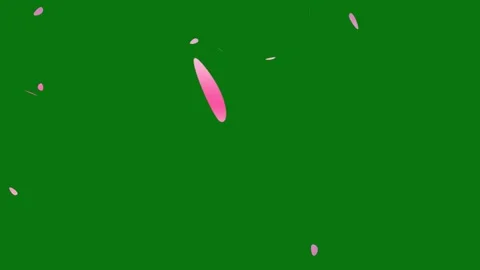 Cherry blossom petals falling animation on chroma key background. Stock Footage 297360042