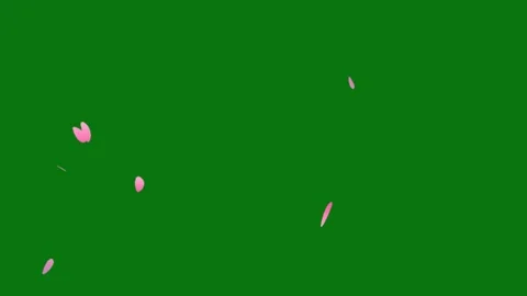 Cherry blossom petals falling animation on chroma key background. Stock Footage 297360043