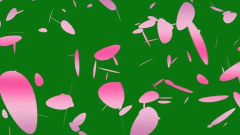 Cherry blossom petals falling animation on chroma key background. Stock Footage 297360075