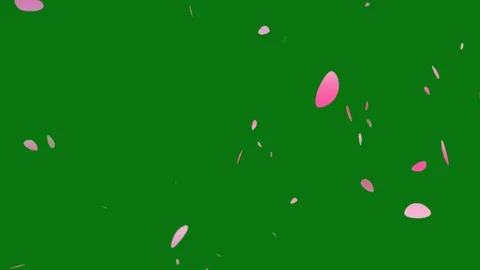 Cherry blossom petals falling animation on chroma key background. Stock Footage 297360096
