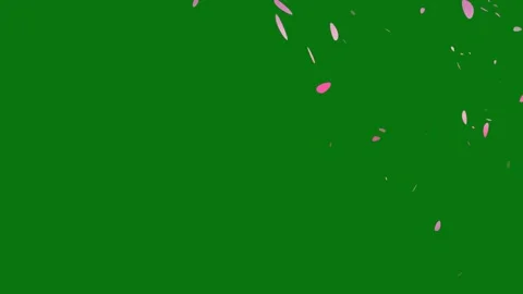 Cherry blossom petals falling animation on chroma key background. Stock Footage 297360135