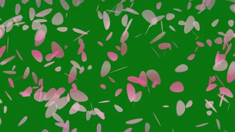 Cherry blossom petals falling animation on chroma key background. Stock Footage 297360205