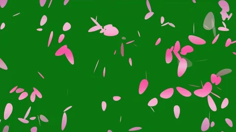 Cherry blossom petals falling animation on chroma key background. Stock Footage 297360208
