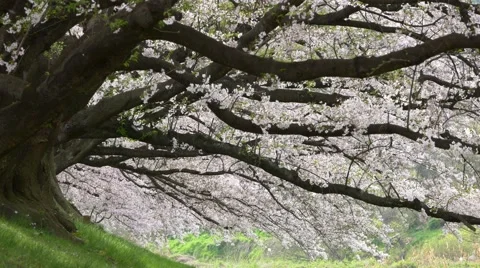 Cherry blossom petals falling down at Sewari river bank, Kyoto, Japan Stock Footage 63314133