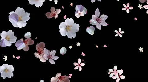 Cherry Blossom Petals Falling Stock Footage