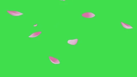 Cherry Blossom Petals Falling on Green Screen Background Video stock 335633678