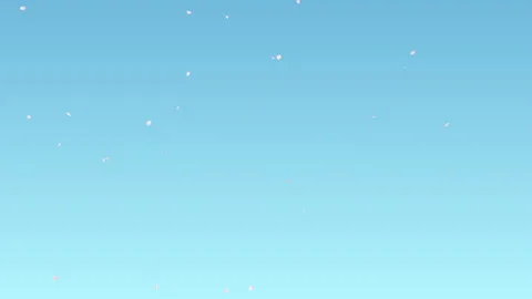 Cherry Blossom Petals Falling Loop on Pastel Background. Stock Footage 286792179