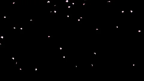 Cherry blossom petals falling seamless loop 4K spring background Video stock 342301450