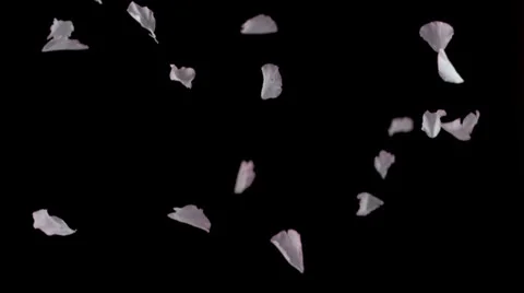 Cherry blossom petals falling, Slow Motion Stock Footage 25387170