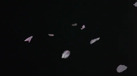 Cherry blossom petals falling, Slow Motion Stock Footage 25391381
