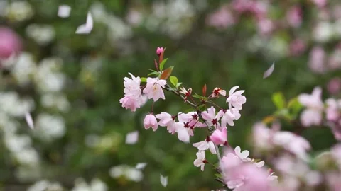 Cherry Blossom Petals Falling in Slow Motion Close Up Stock Footage 340371426